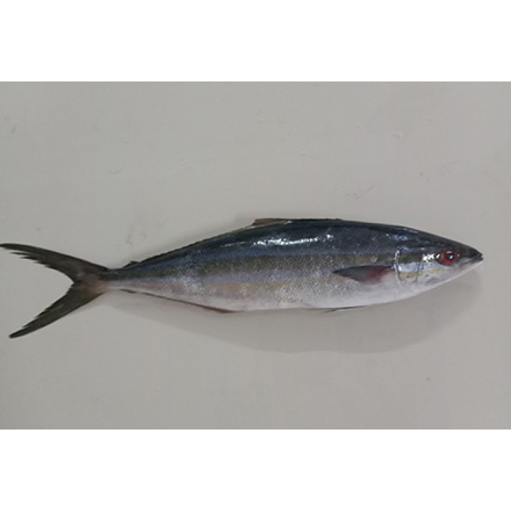 Mahseer / കുയിൽമീൻ / Kuyil Meen (SEA) - 500 gm