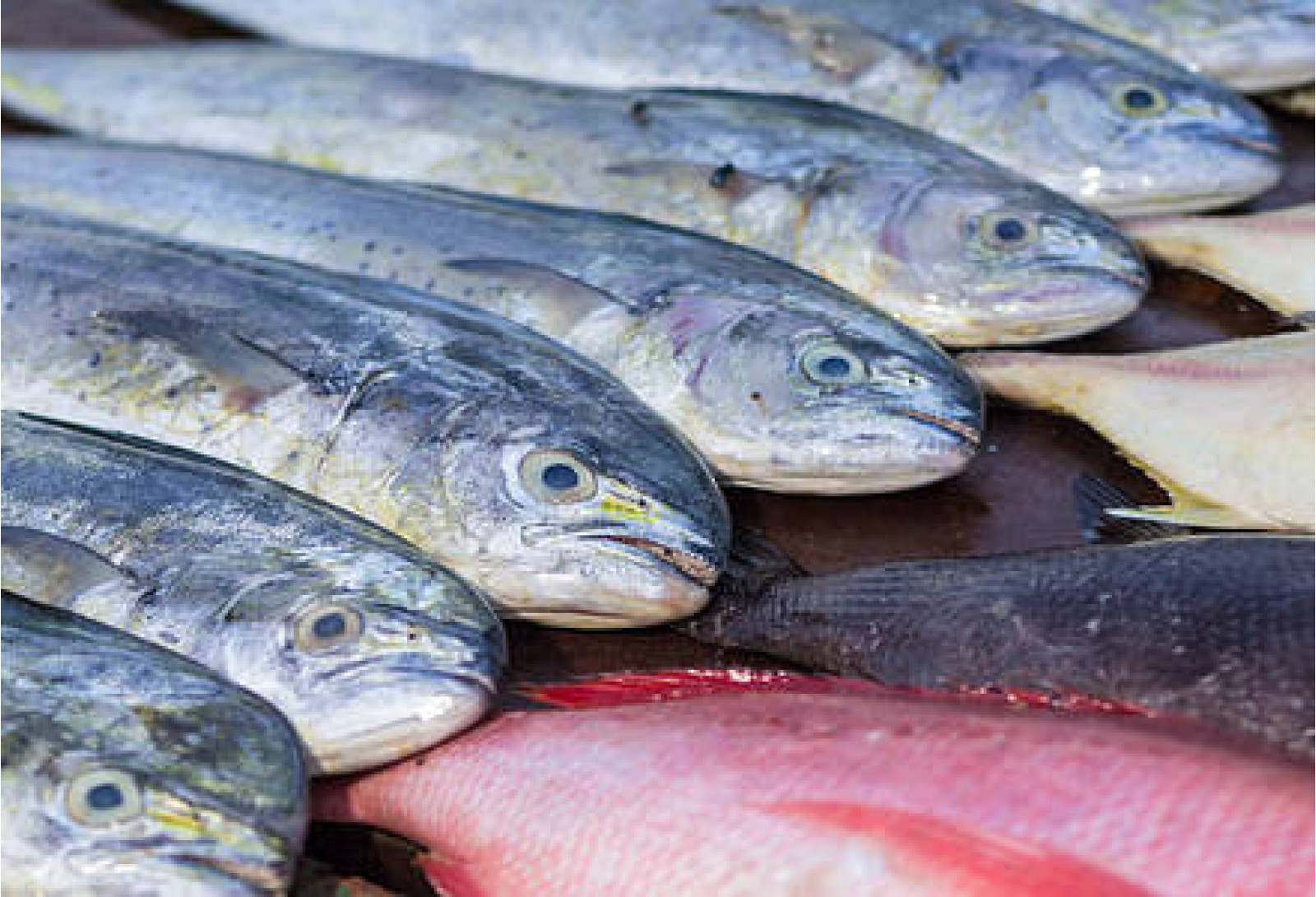 Cleaned Mahi Mahi / Pulli Motha / പുള്ളിമോദ Pcs (400gm) 