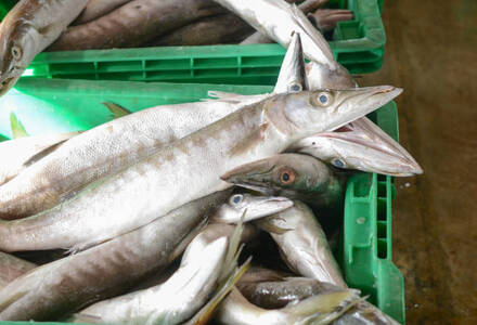 Cleaned Barracuda Pcs /  ശീലാവ്മീൻ 400gm