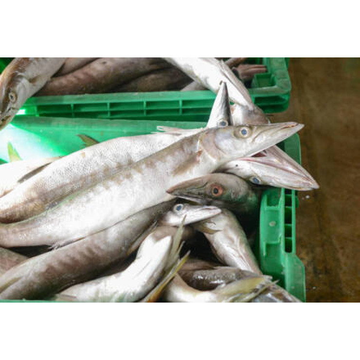 Cleaned Barracuda Pcs /  ശീലാവ്മീൻ 400gm
