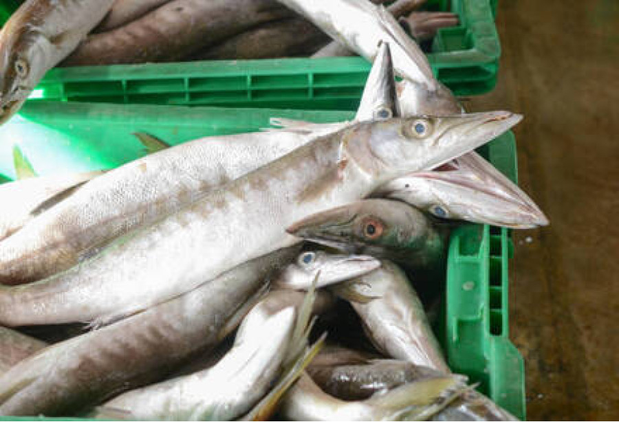 Cleaned Barracuda Pcs /  ശീലാവ്മീൻ 400gm