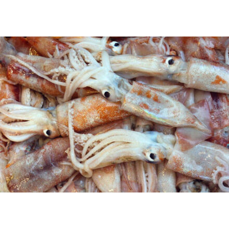 Squid / Kanava / കൂന്തൽ - (500-600gm)