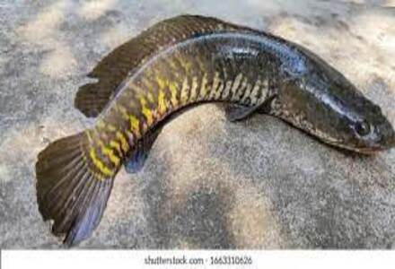 Viral fish / Snake Head / വരാൽ - (750gm)