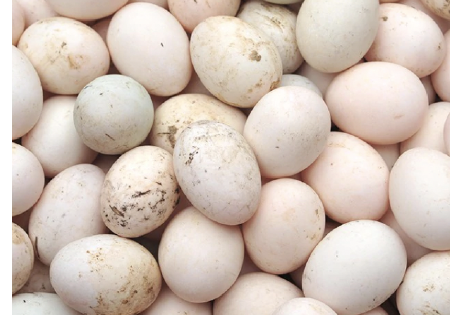 Premium Duck Egg  /  Tharavu / താറാവ്മുട്ട ( Pack of 6nos )