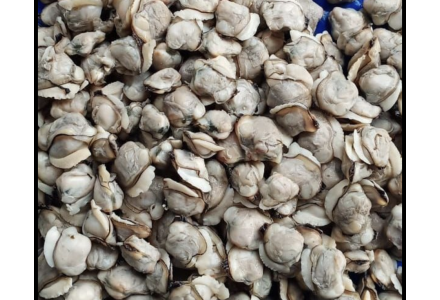 Premium Clams Large / Kakka Irachi 500 gm