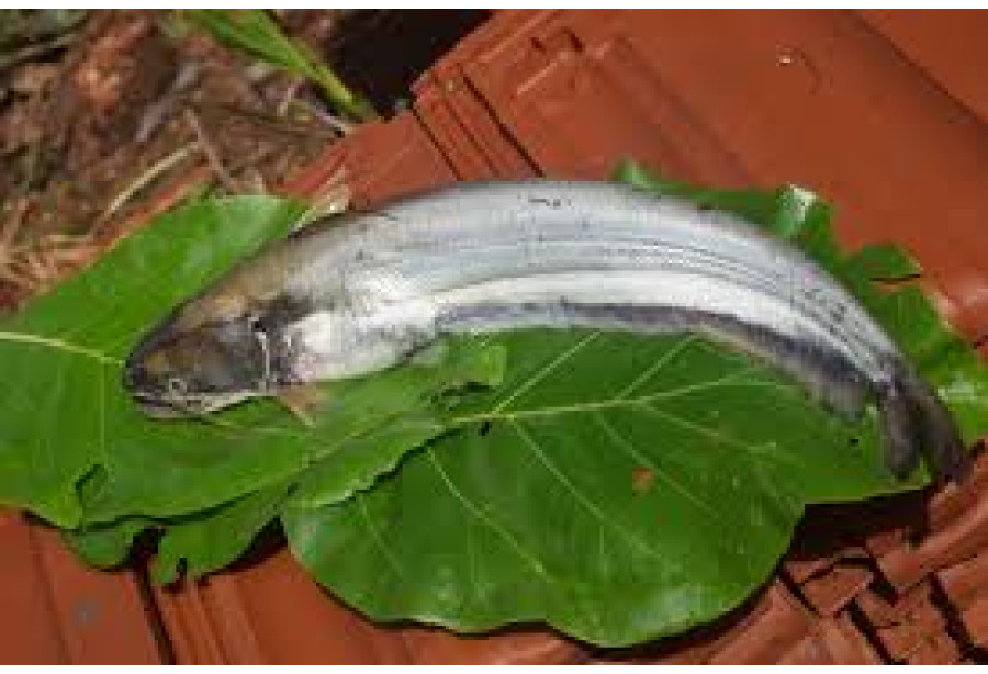 Cleaned Boal Fish / Attu Vaala Pcs - 400g