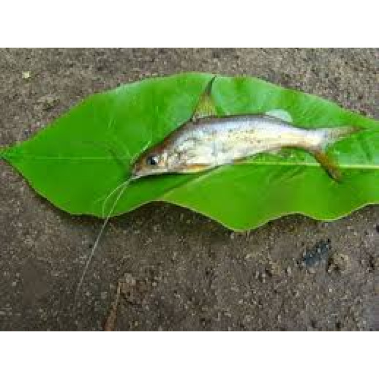 Cleaned Cat Fish / Etta Koori Small - 400gm