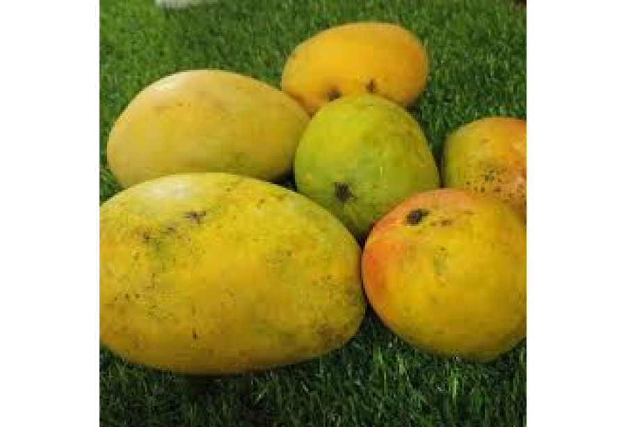 Mango - Banganapalli / മാങ്ങ - 500g