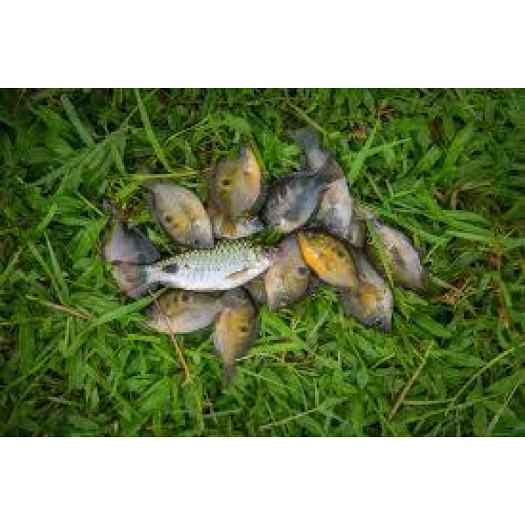 Cleaned Orange Cromide / Pallathi Fish - 300gm