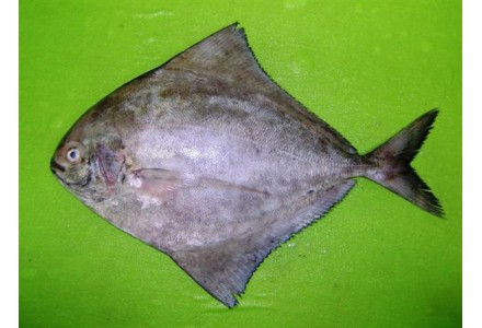 Cleaned Pomfret Black Large - 850gm