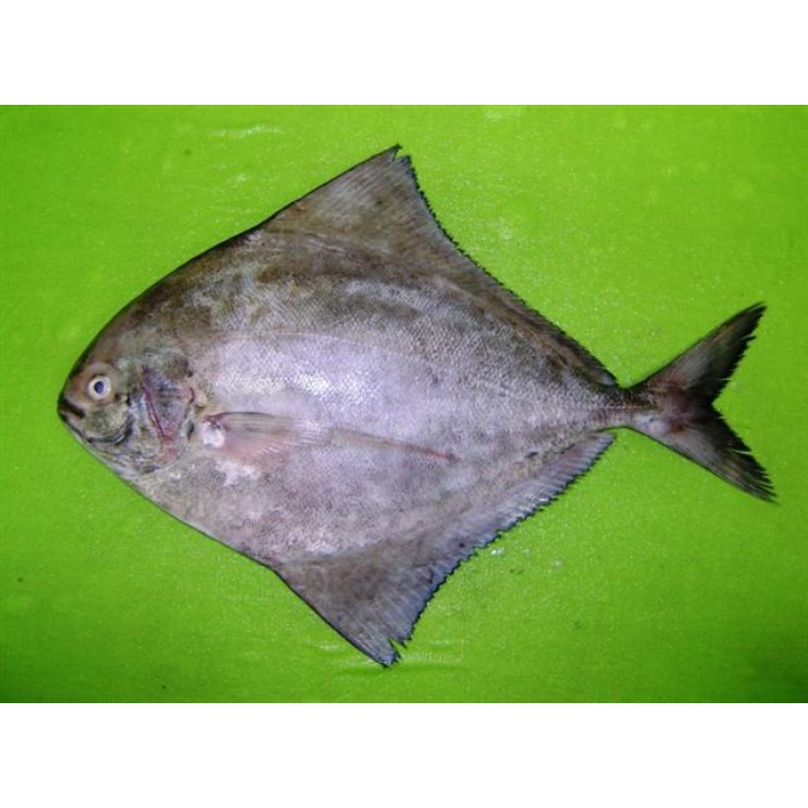 Cleaned Pomfret Black Medium - 400gm