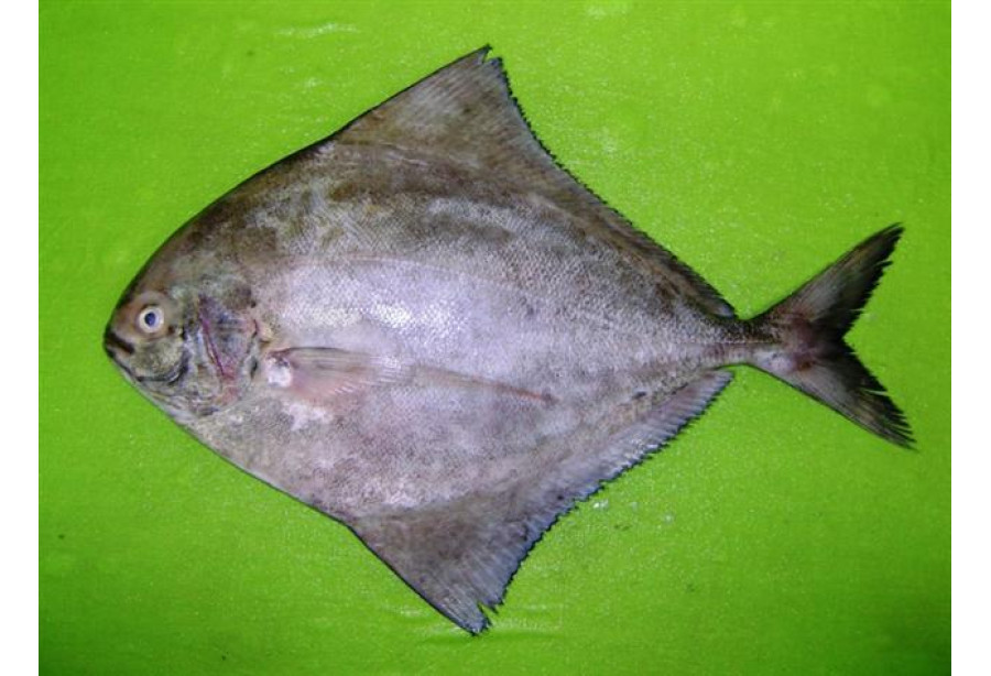 Cleaned Pomfret Black Large - 400gm