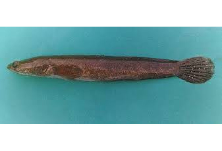 Cleaned Sea Viral fish / Sea Snake Head / Kadal വരാൽ - (400gm)