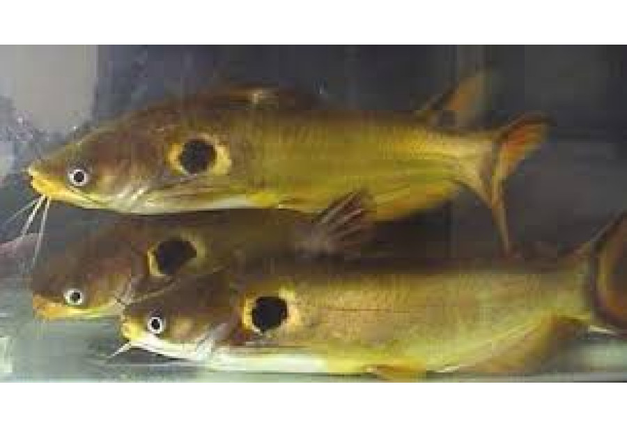 Cleaned Sun / Yellow Cat Fish Small / Manja koori - 400gm