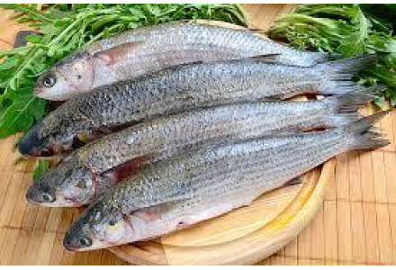 Cleaned Grey Mullet / Thirutha Fish - 400gm