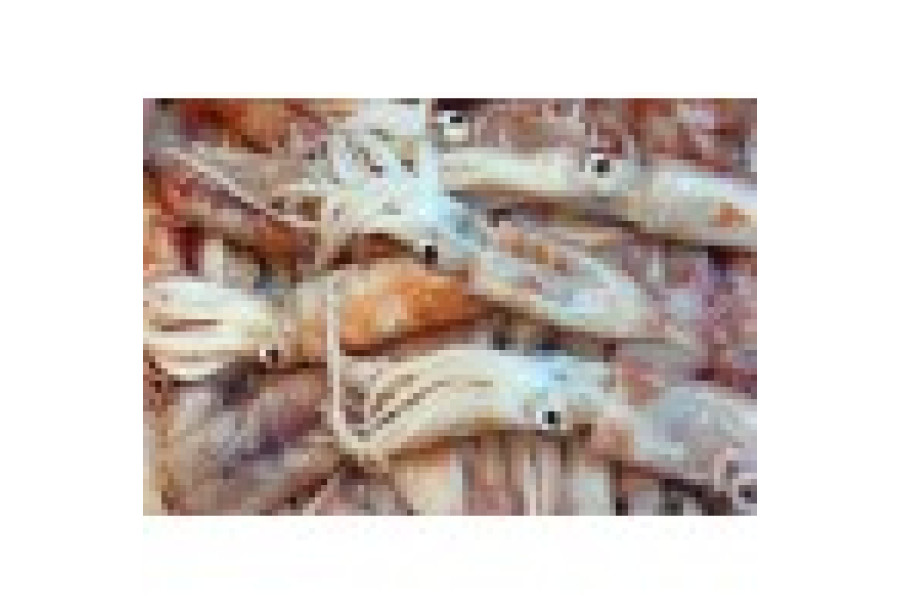 Cleaned Squid Medium / Kanava / കൂന്തൽ - (500-600gm)