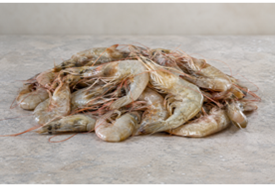Wild Prawns Small / Shell fish / പ്രൗൺസ് (500gm) - Not Cleaned