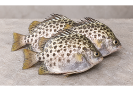 Cleaned Scat Fish Large / Nachakka - 350gm