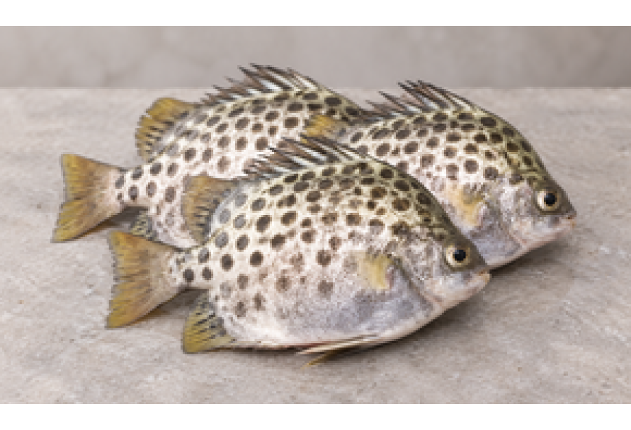 Cleaned Scat Fish Large / Nachakka - 350gm
