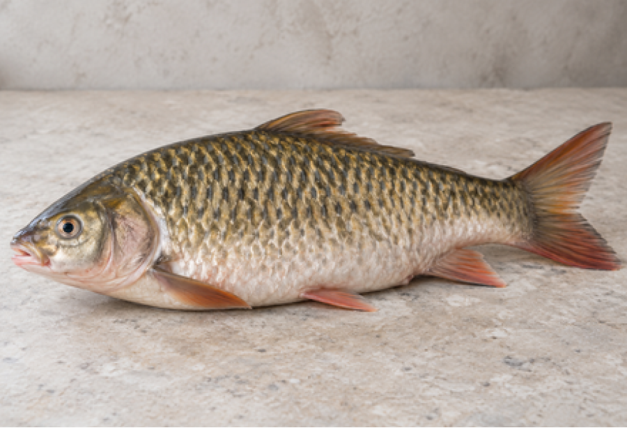 Mahseer / കുയിൽമീൻ / Kuyil Meen (SEA) - 500 gm