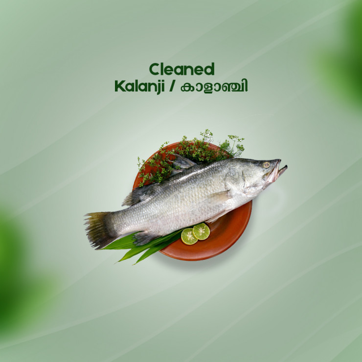 Cleaned Kalanji/  Asian Sea Bass/ കാളാഞ്ചി - ( 800g )