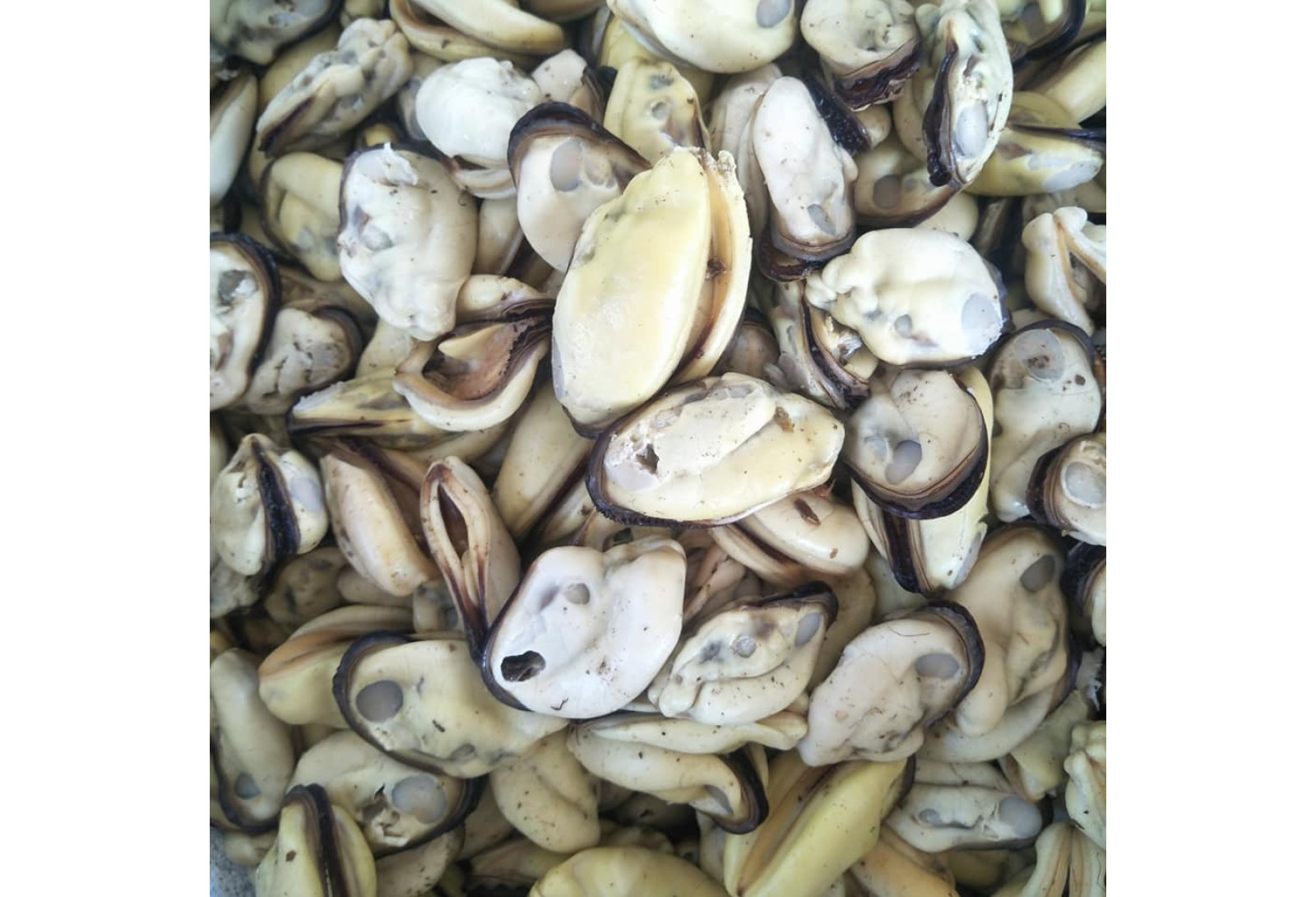 Cleaned kallummakaya / കല്ലുമ്മക്കായ- 500gm