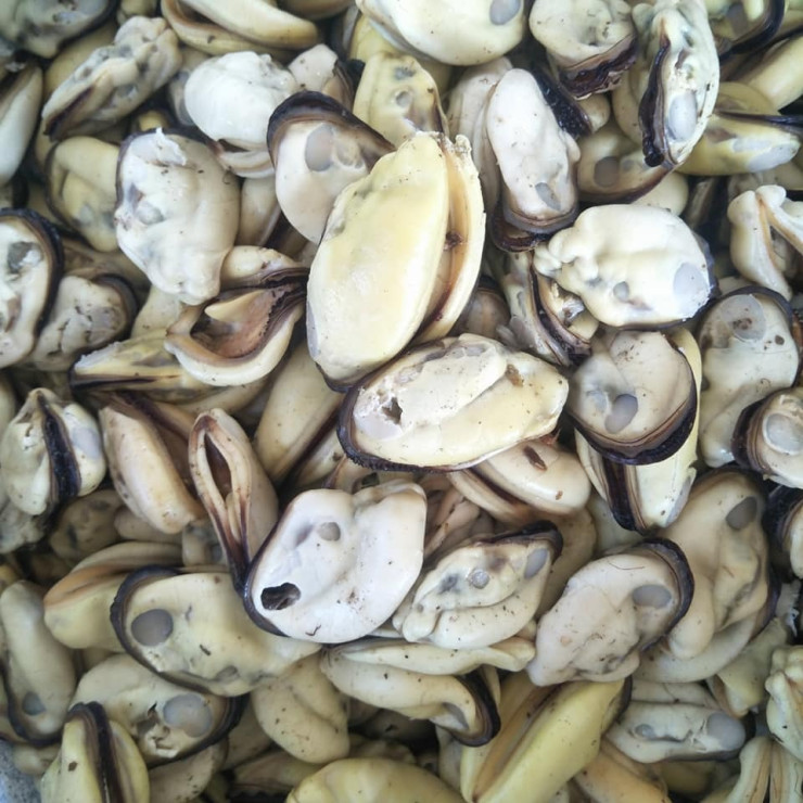 Cleaned kallummakaya / കല്ലുമ്മക്കായ- 500gm