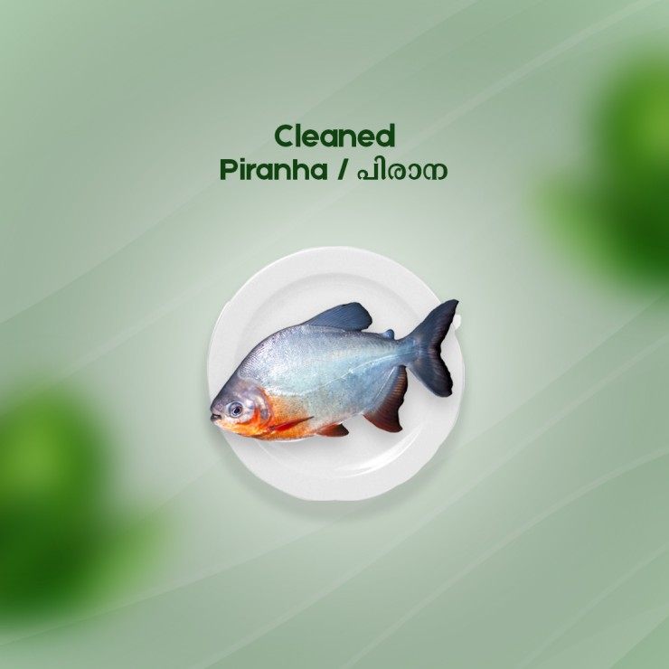 Cleaned piranha/Caribe/ Piraya/പിരാന-(700-800gm)