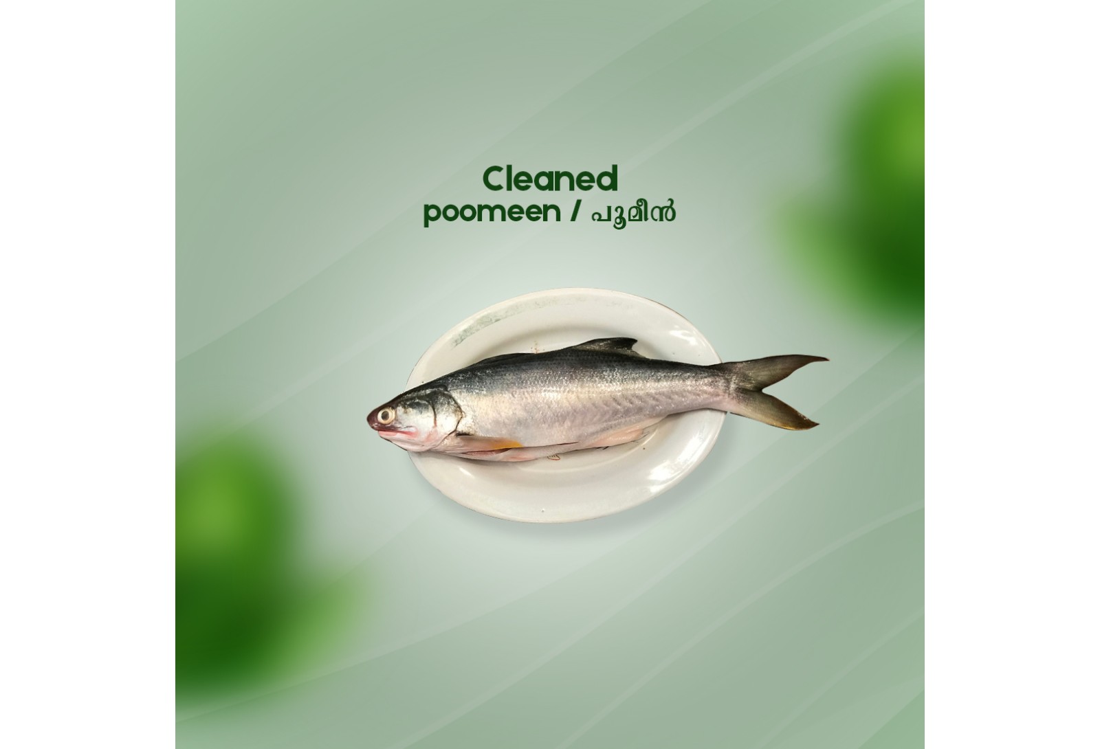 Cleaned Poomeen Pcs / Milk fish/പൂമീൻ- (800gm)