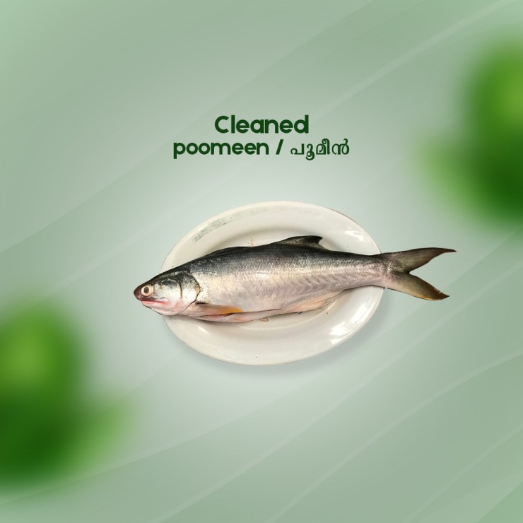 Cleaned Poomeen Pcs / Milk fish/പൂമീൻ- (800gm)